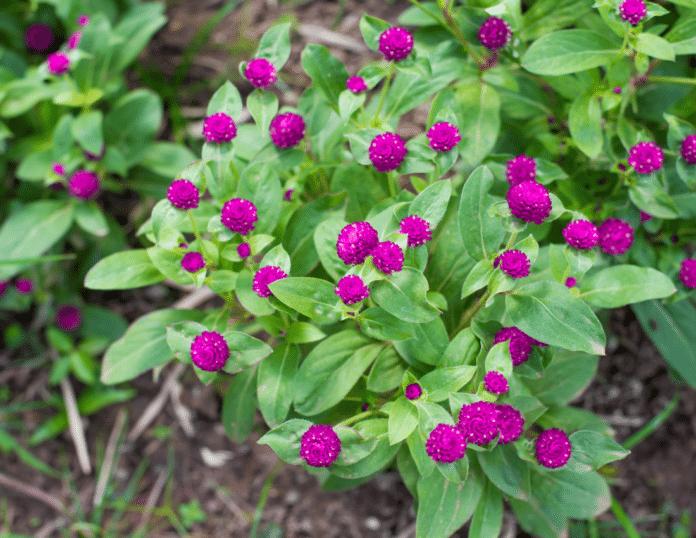 14 Gorgeous Perennial Flowers That Bloom All Summer