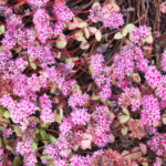 groundcover-plants-19